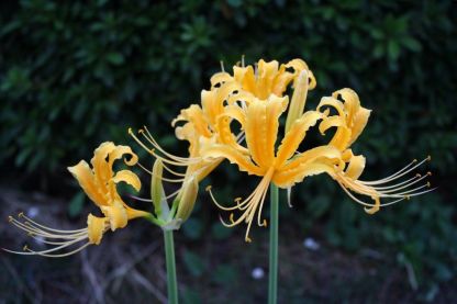 Lycoris Radiata : L'Explosion Écarlate Mystérieuse 