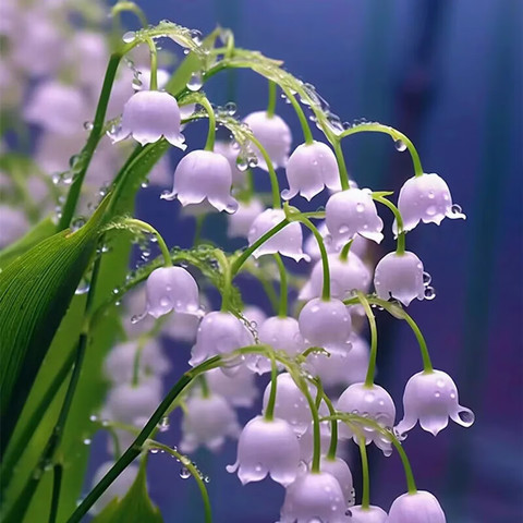 🎁⏰50% de Réduction 🔥Lys multicolore