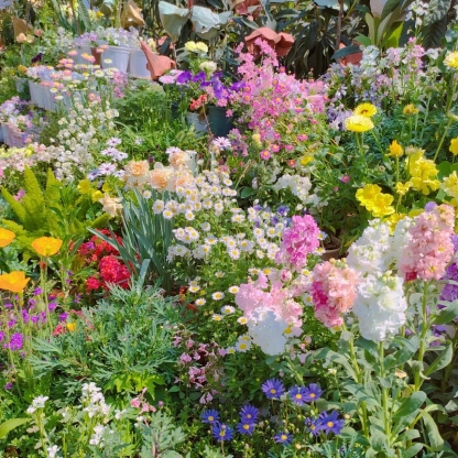 50% de Réduction 🎁⏰🔥Graines de fleurs vivaces mélangées - Plus de 60 variétés mélangées