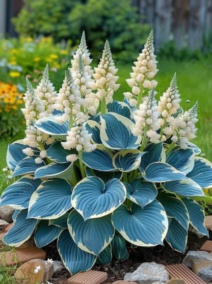 La Beauté Résiliente : Fleurs d'Hosta Tolérantes à l'Ombre et Résistantes au Froid