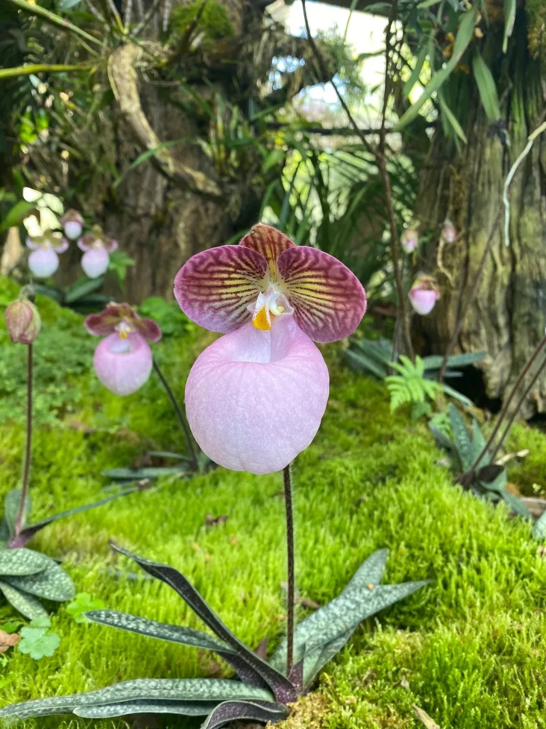 🔥 50% de Réduction 🎁🌈Graines d'orchidées mystérieuses