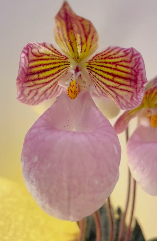 🔥 50% de Réduction 🎁🌈Graines d'orchidées mystérieuses