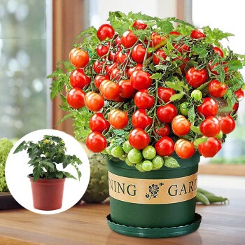 ⏰🔥50% de Réduction 🍅Les tomates naines