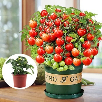 ⏰🔥50% de Réduction 🍅Les tomates naines