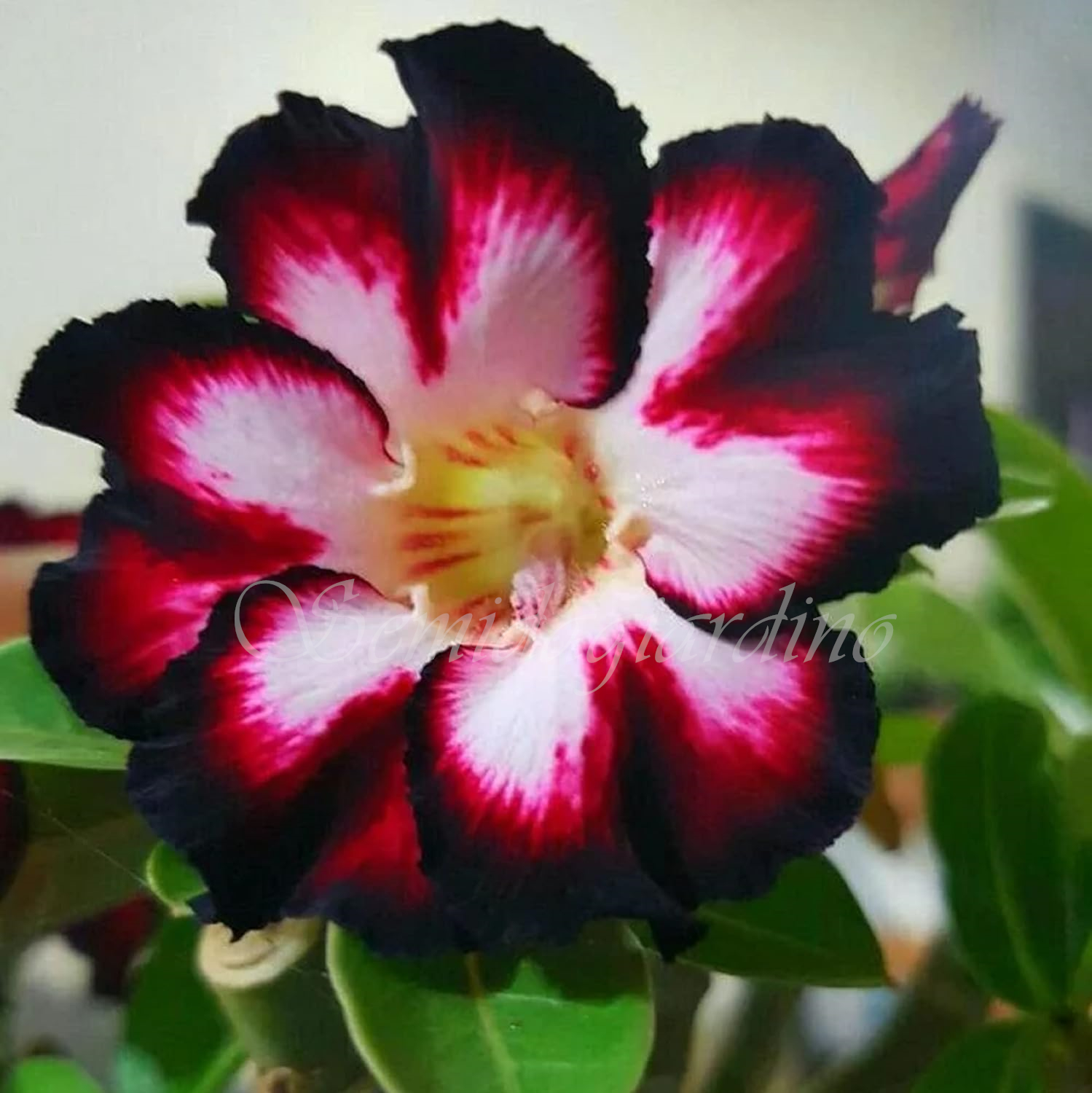 🌹WÜSTENROSENSAMEN FÜR IHRE RUHIGE Oase! 🌺