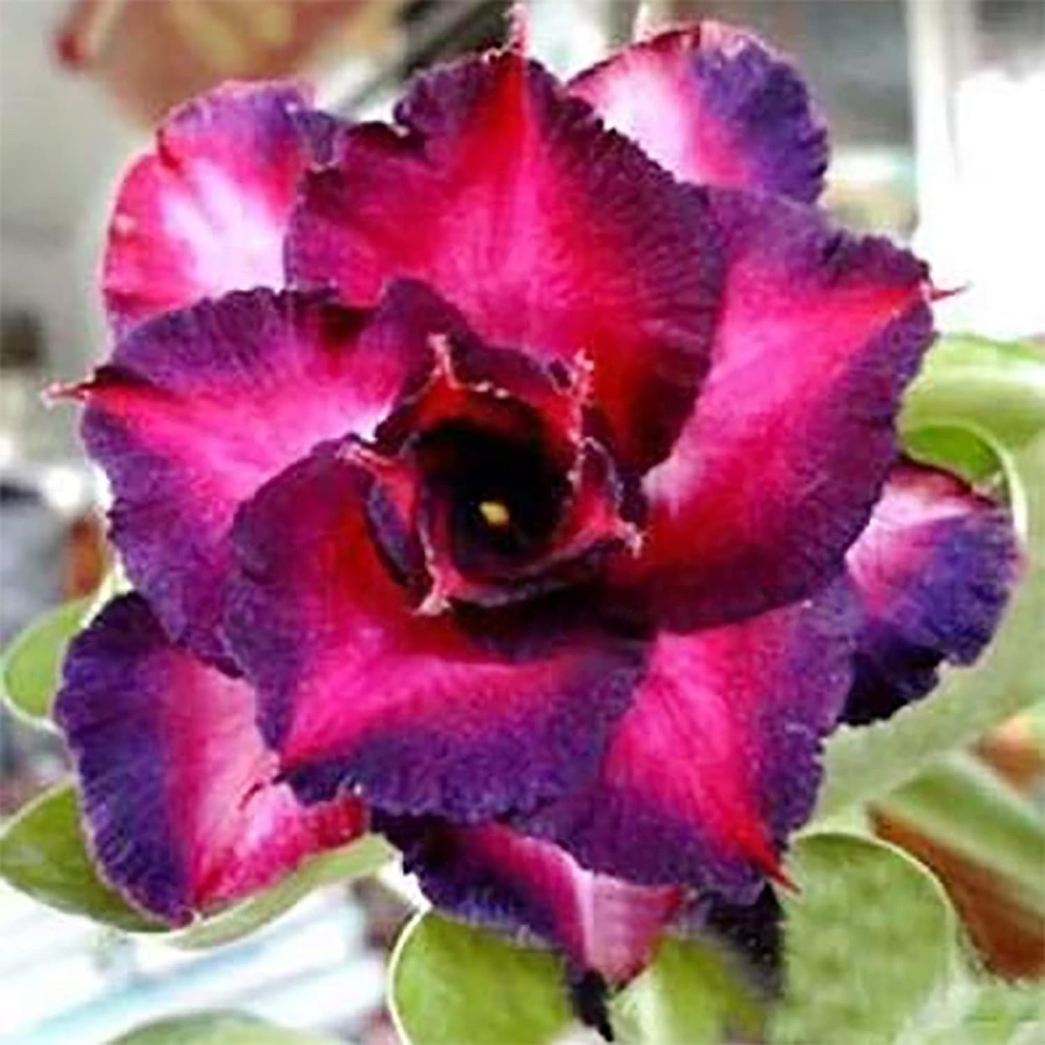 🌵 Bulbes de Rose du Désert - Une Perle Exotique pour Votre Jardin🌸