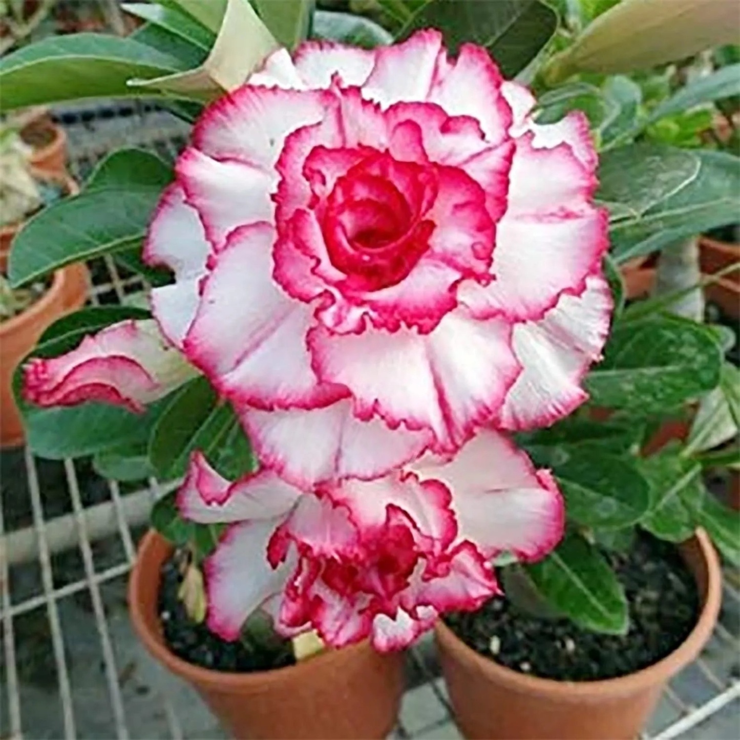 🌵 Bulbes de Rose du Désert - Une Perle Exotique pour Votre Jardin🌸