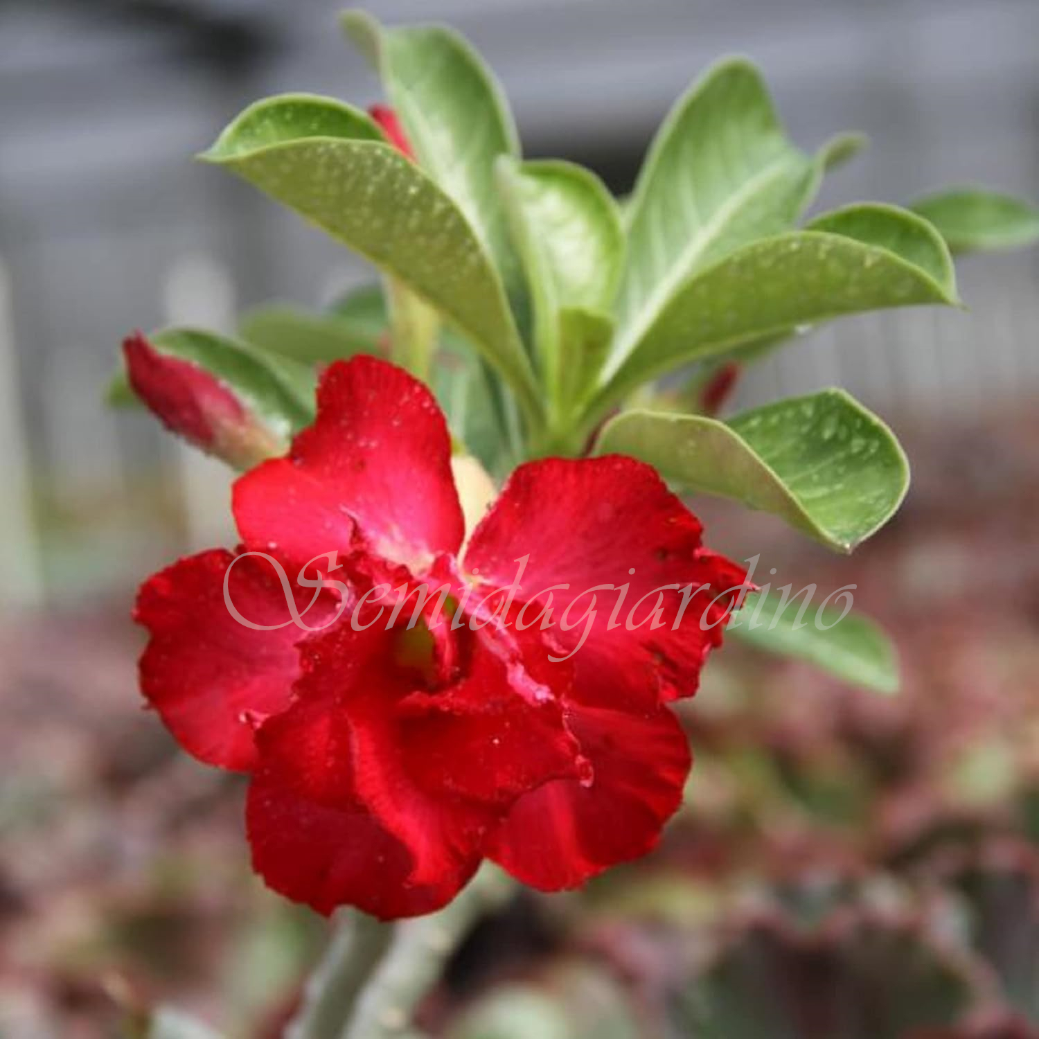 🌹WÜSTENROSENSAMEN FÜR IHRE RUHIGE Oase! 🌺