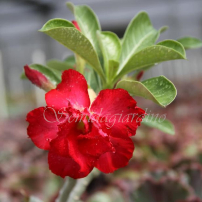 🌹WÜSTENROSENSAMEN FÜR IHRE RUHIGE Oase! 🌺