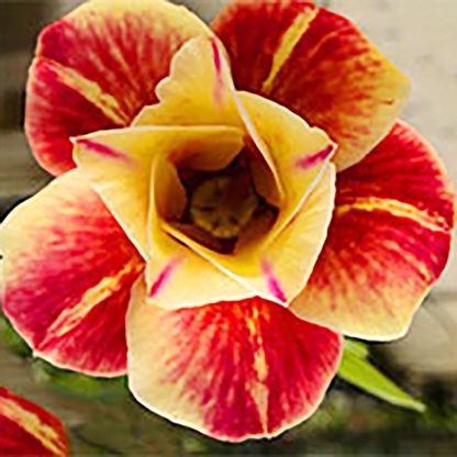 🌵 Bulbes de Rose du Désert - Une Perle Exotique pour Votre Jardin🌸