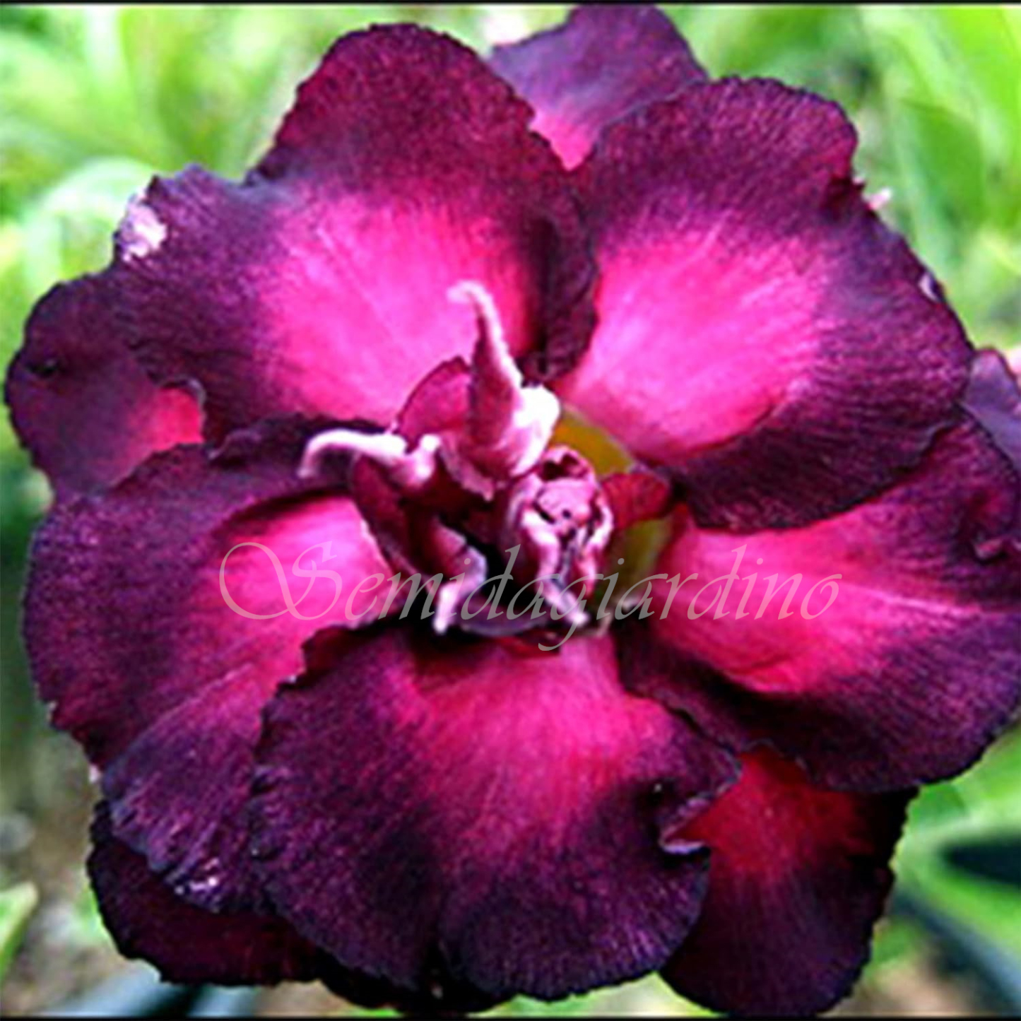 🌹WÜSTENROSENSAMEN FÜR IHRE RUHIGE Oase! 🌺