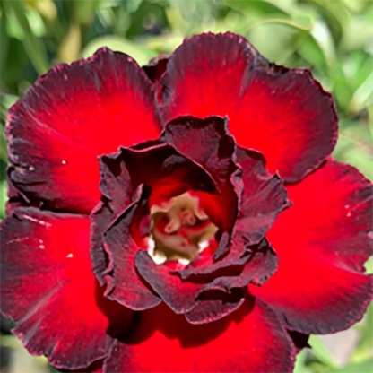 🌵 Bulbes de Rose du Désert - Une Perle Exotique pour Votre Jardin🌸