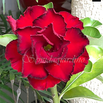 🌹WÜSTENROSENSAMEN FÜR IHRE RUHIGE Oase! 🌺