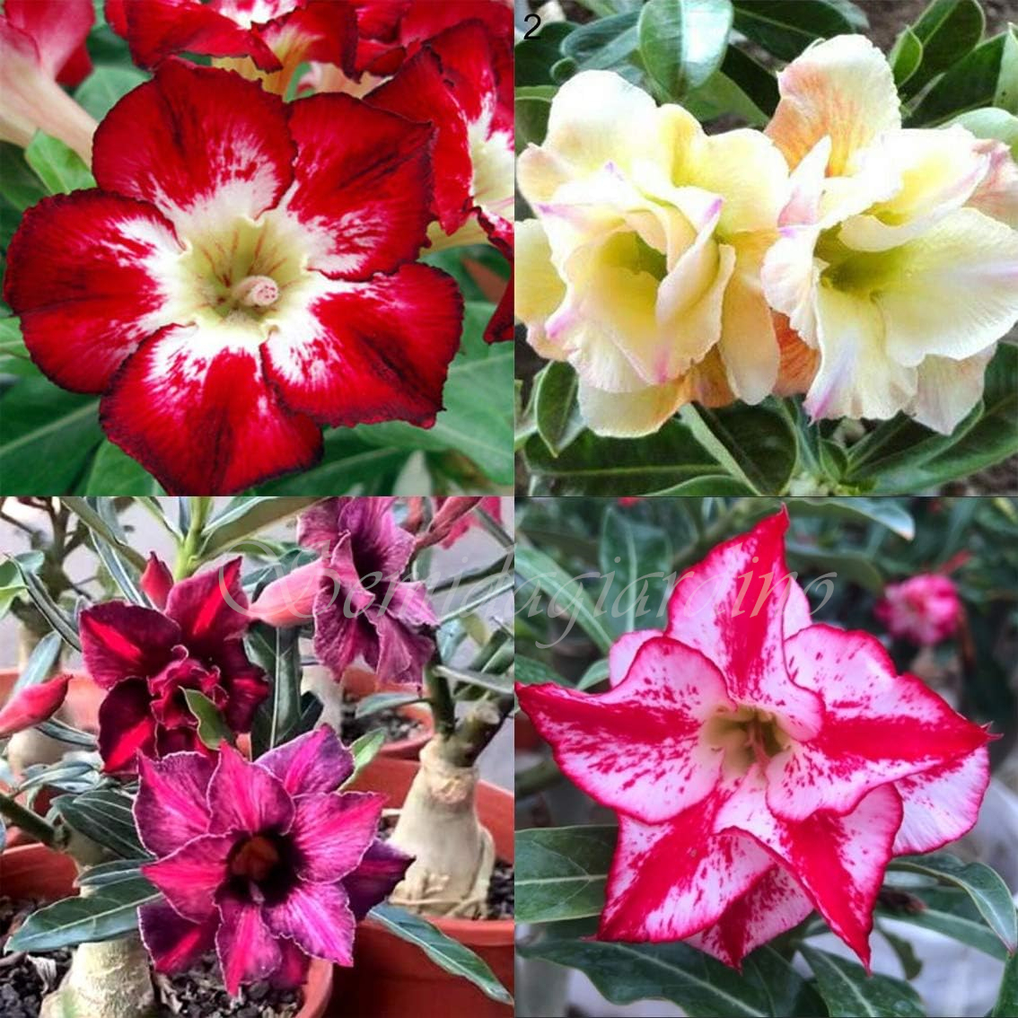 🌹WÜSTENROSENSAMEN FÜR IHRE RUHIGE Oase! 🌺