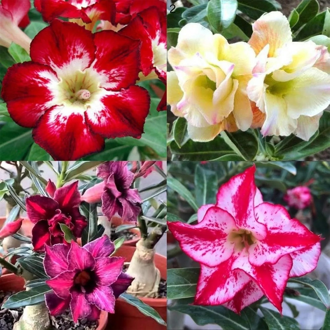 🌵 Bulbes de Rose du Désert - Une Perle Exotique pour Votre Jardin🌸