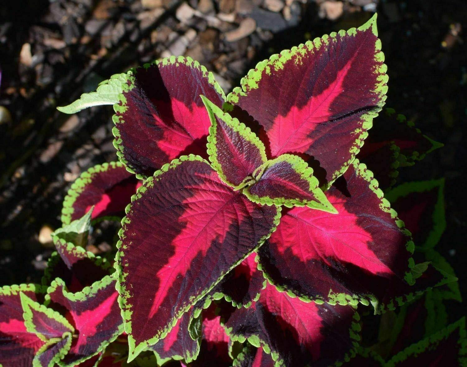 100+ Graines Mélangées de Coleus Rares