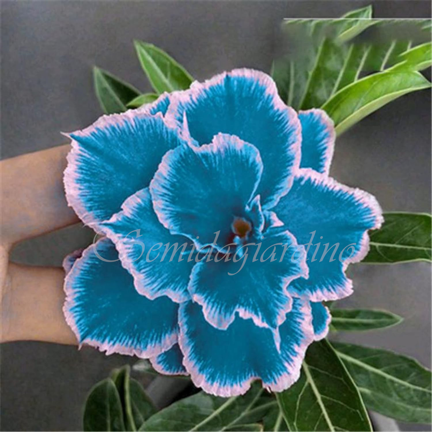 🌹WÜSTENROSENSAMEN FÜR IHRE RUHIGE Oase! 🌺