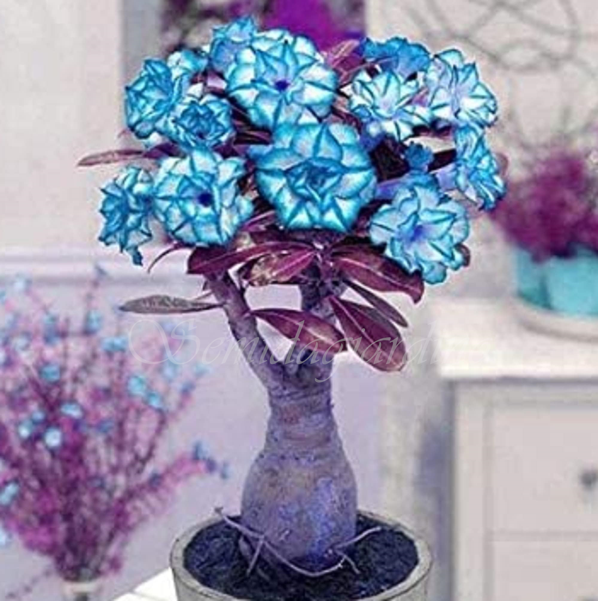 🌹WÜSTENROSENSAMEN FÜR IHRE RUHIGE Oase! 🌺