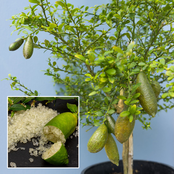 Graines de Finger Lime - Agrume unique et savoureux d'Australie 🌿🍋