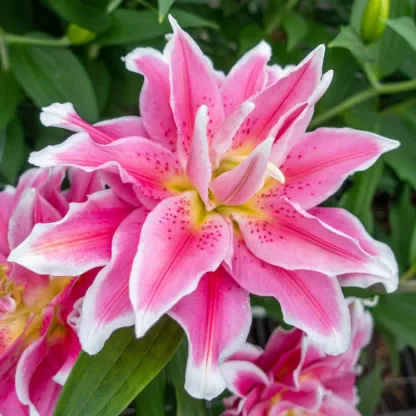 🔥 Entretien facile 🎁 Bulbes de lys roses