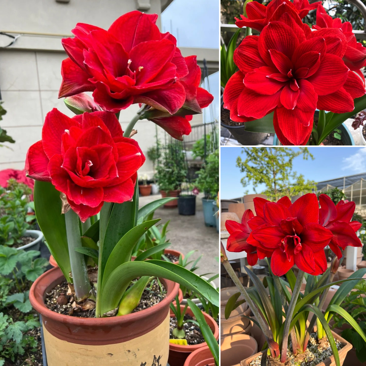 ✨ Éclosion Royale - Bulbes d'Amaryllis Magiques 🌷
