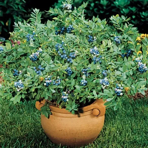 🔥30% de Réduction🫐🫐Graines de Bleuets En Pot