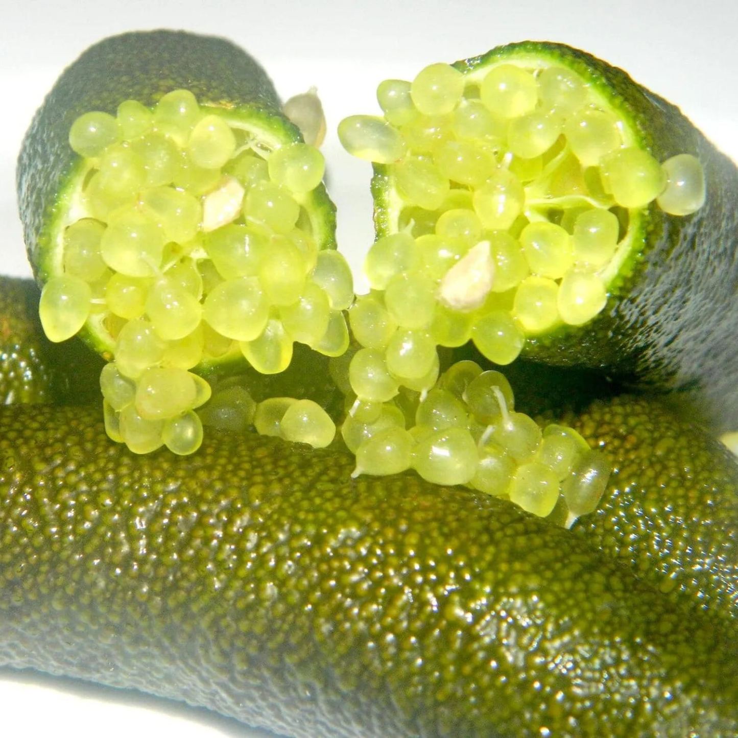 Graines de Finger Lime - Agrume unique et savoureux d'Australie 🌿🍋