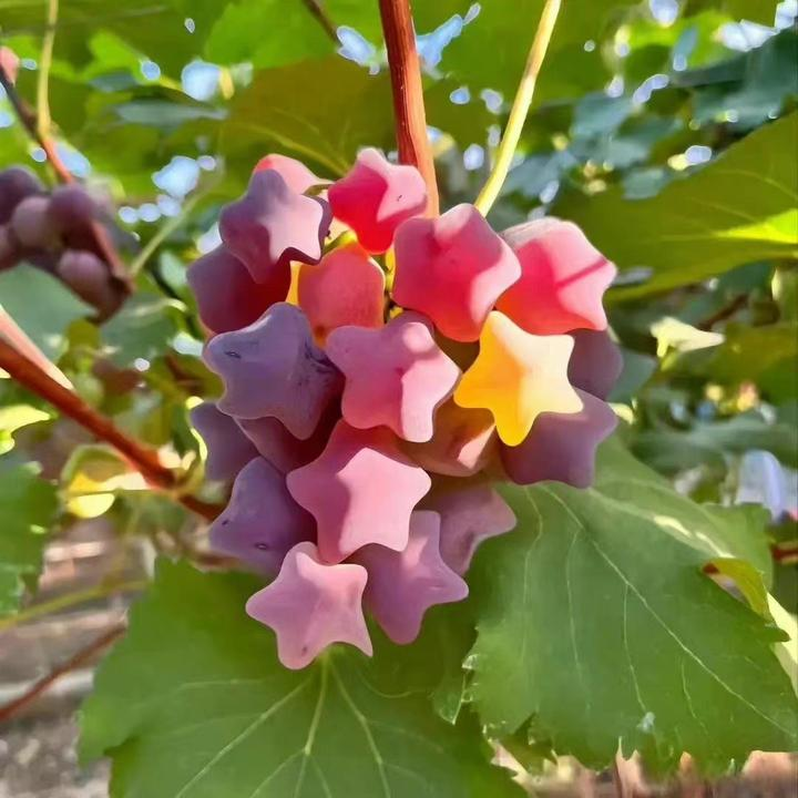 Graines de Raisin Étoilé (Star Grape) – Une Expérience Céleste