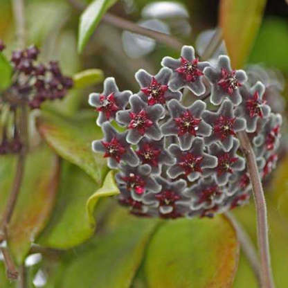 Mélange de Graines de fleur de Hoya Carnosa