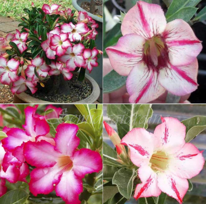 🌹WÜSTENROSENSAMEN FÜR IHRE RUHIGE Oase! 🌺