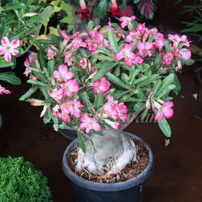 🌹WÜSTENROSENSAMEN FÜR IHRE RUHIGE Oase! 🌺