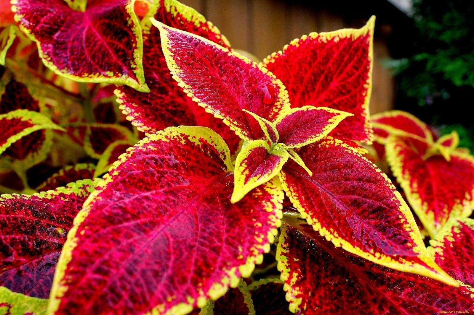 100+ Graines Mélangées de Coleus Rares