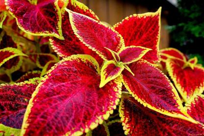100+ Graines Mélangées de Coleus Rares