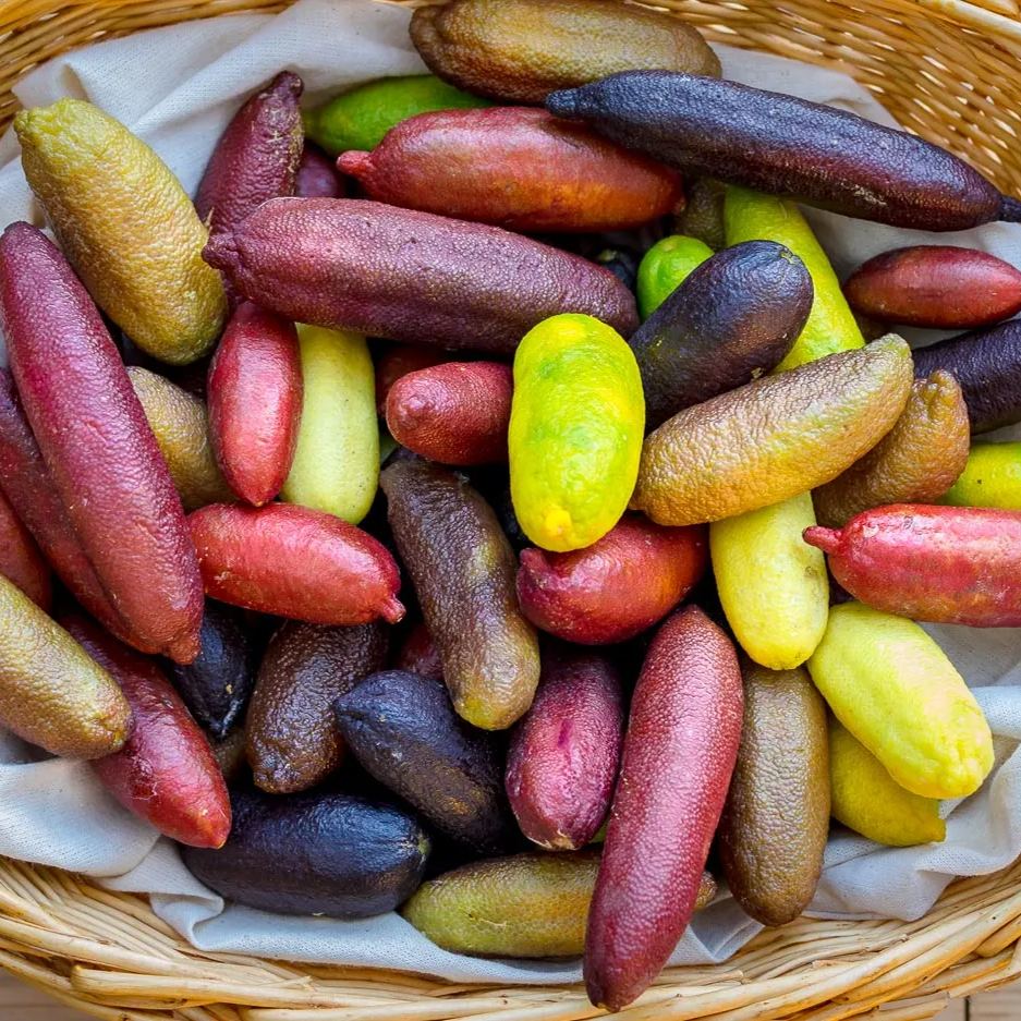 Graines de Finger Lime - Agrume unique et savoureux d'Australie 🌿🍋