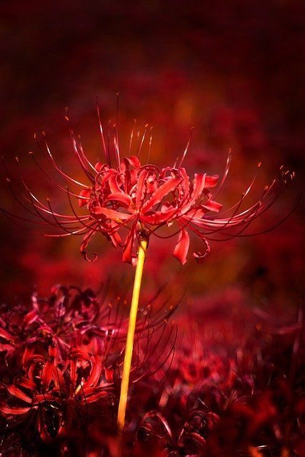 Lycoris Radiata : L'Explosion Écarlate Mystérieuse 