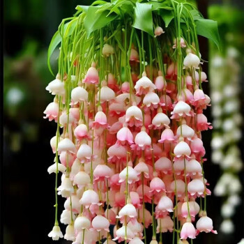 🎁⏰50% de Réduction 🔥Lys multicolore