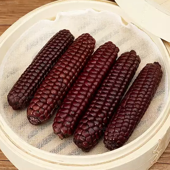 🌽🌿Mini graines de maïs pouce🌽