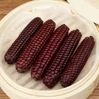 🌽🌿Mini graines de maïs pouce🌽