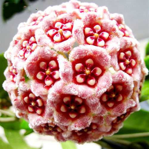 Mélange de Graines de fleur de Hoya Carnosa