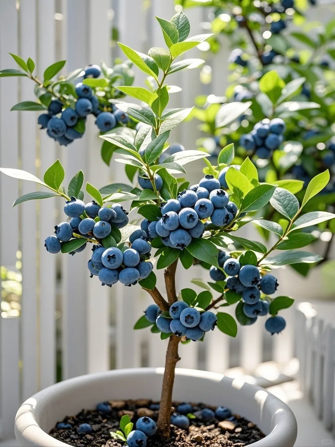🌱 Graines de Myrtilles en Pot : Cultivez Votre Récolte Gourmande ! ✨
