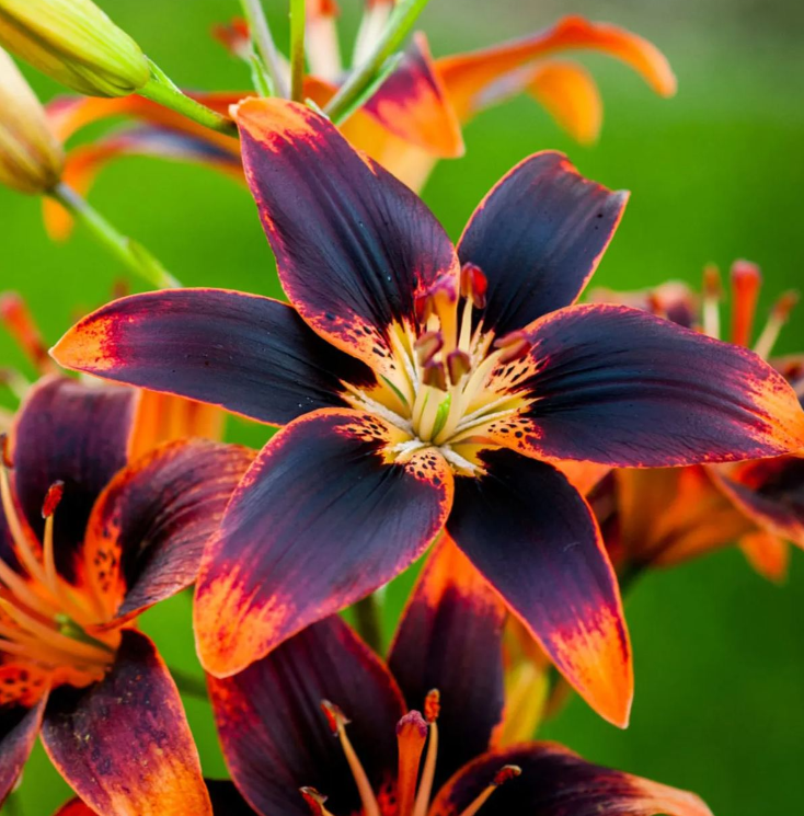 🌸Bulbes de Lys Couleurs Rares Édition Limitée 