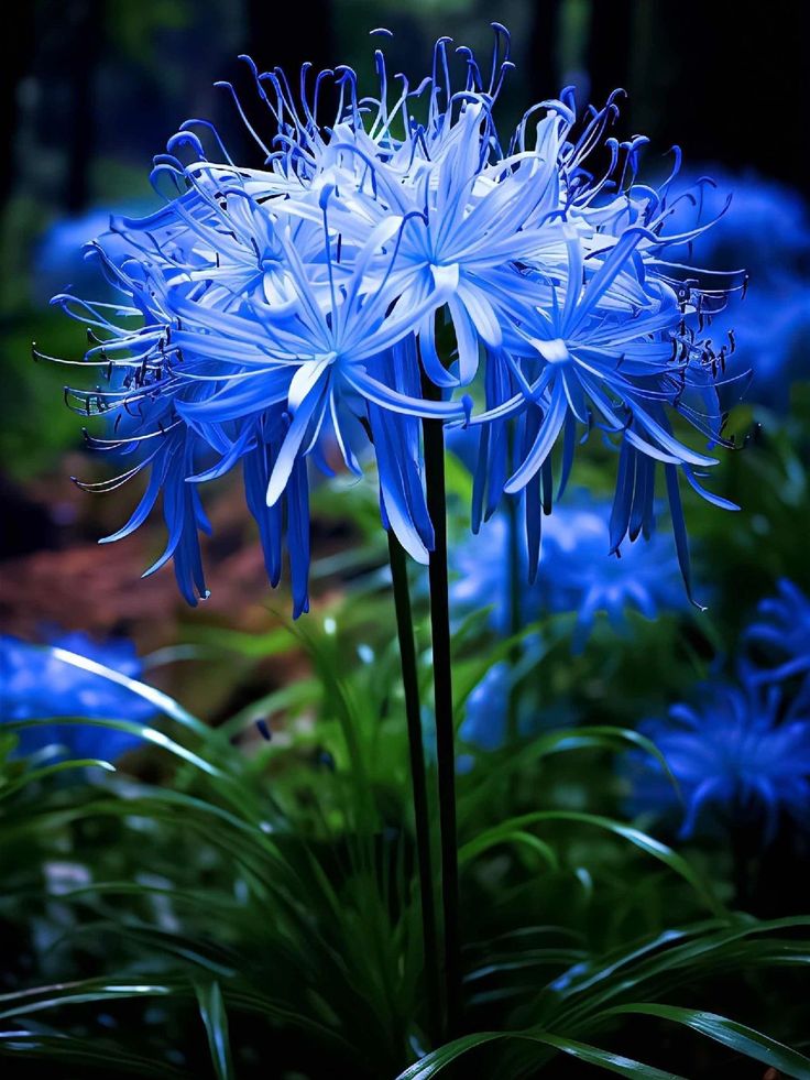 Lycoris Radiata : L'Explosion Écarlate Mystérieuse 