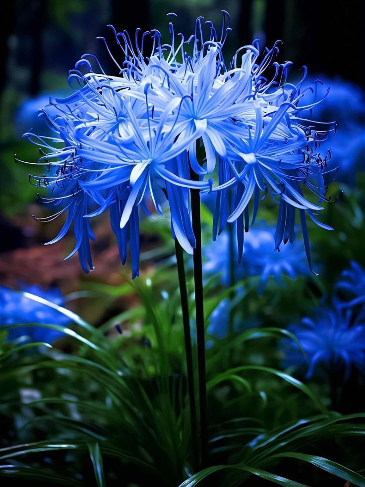 Lycoris Radiata : L'Explosion Écarlate Mystérieuse 