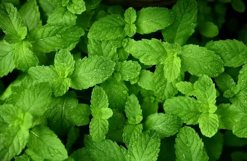 Graines de Menthe Poivrée