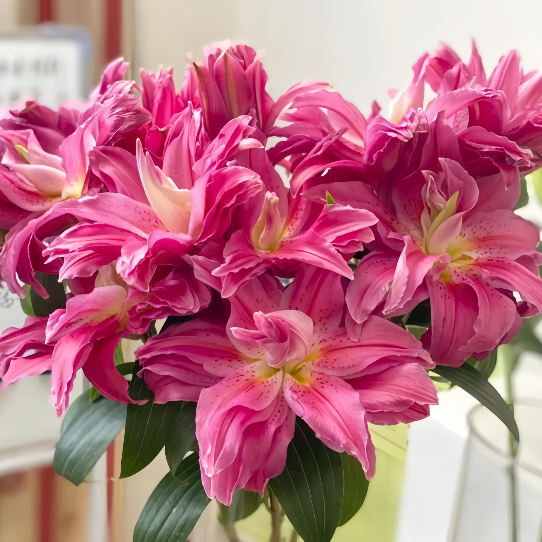 🌸 Lys Double Pétale – Où l'Élégance Rencontre le Parfum