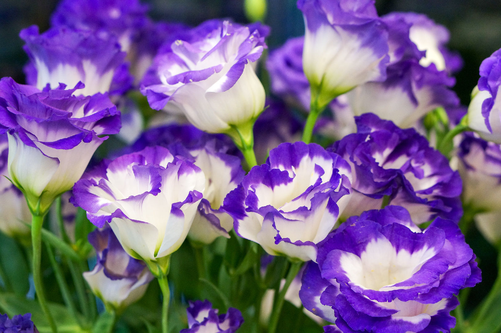 🔥50% de Réduction 🎁Lisianthus - Élégance Épanouie