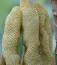 ??One of the most amazing fruits��Glutinous insect fruit