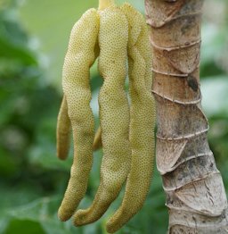 ??One of the most amazing fruits��Glutinous insect fruit