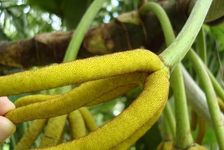 ??One of the most amazing fruits��Glutinous insect fruit