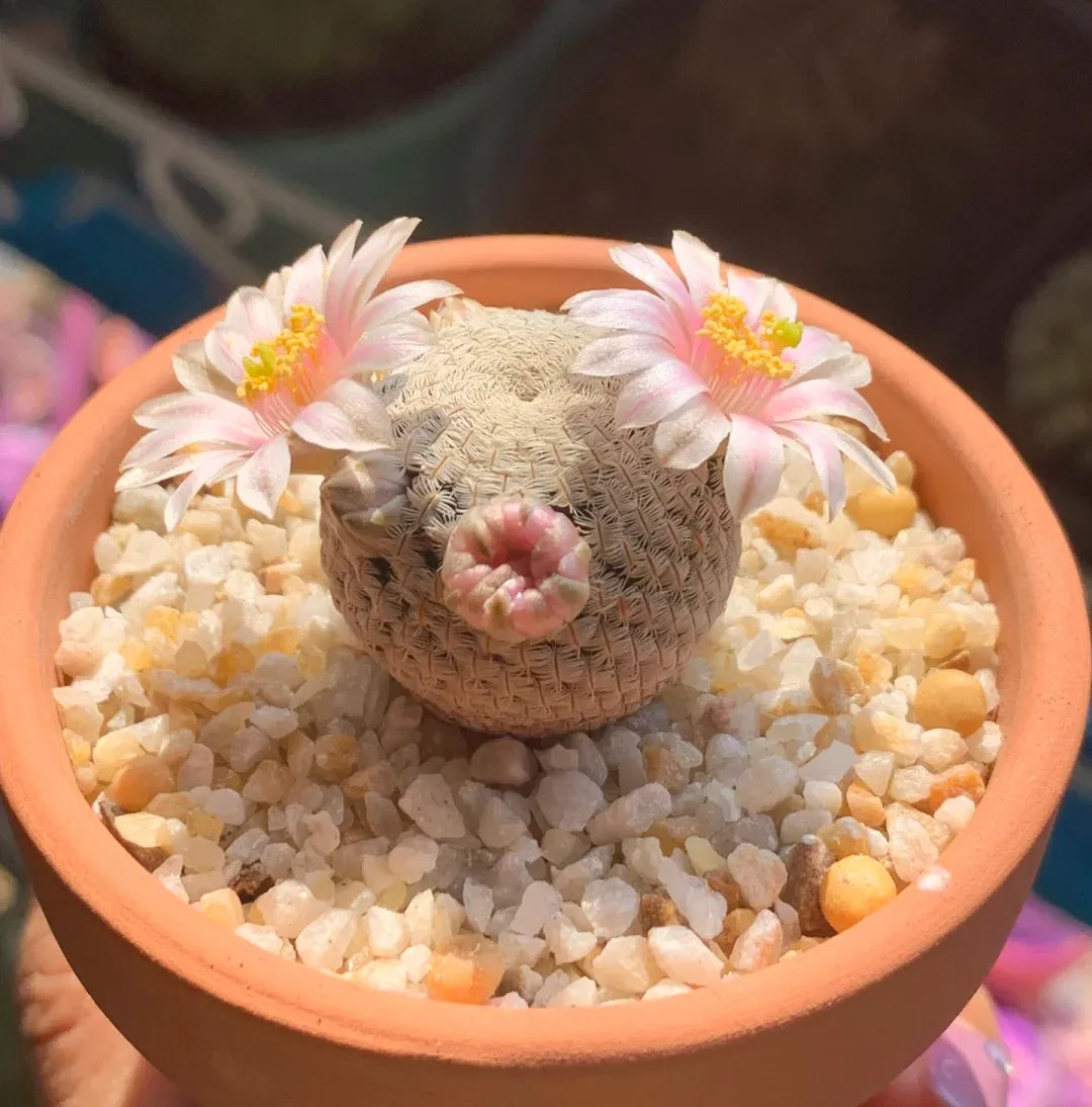 Mammillaria Lenta